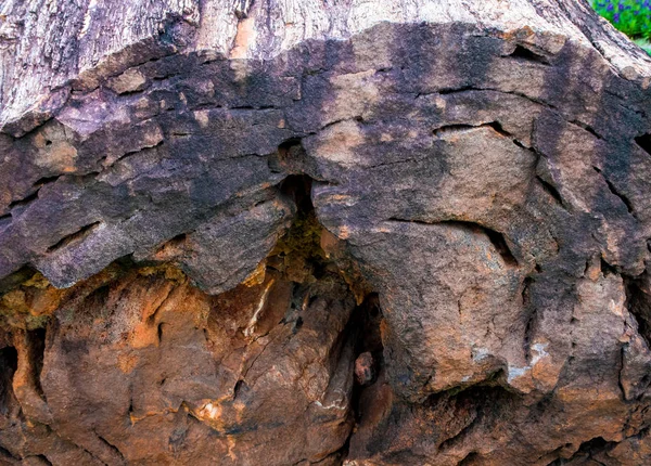 Texture Bois Fossile Grand Arbre Parfait État — Photo