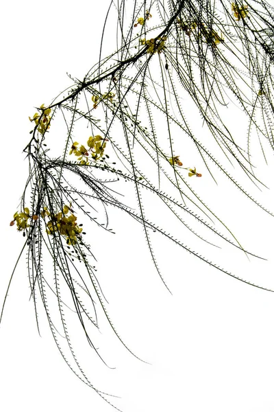 Листя Голкоподібної Форми Дерева Жовта Квітка — стокове фото