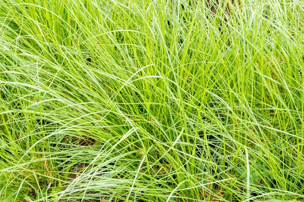 Het Goedaardige Gras Blad Wind — Stockfoto