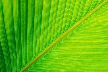 Doku puro bitki yaprağı, yeşil arka plan yüzeyi