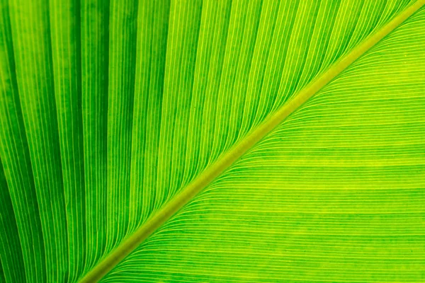 Doku puro bitki yaprağı, yeşil arka plan yüzeyi