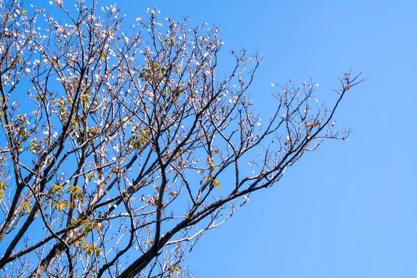 Torkade Potten För Burma Padauk Lövträd Sommaren Med Blå Himmel — Stockfoto