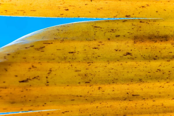 Textura Superficial Hojas Amarillas Plátano Hojas Viejas Plátano — Foto de Stock