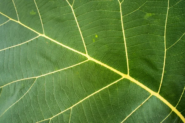 チークの葉の表面の質感 — ストック写真