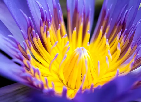 Kelopak Biru Dan Kuning Serbuk Sari Air Lily — Stok Foto