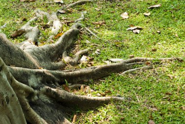 Kökleri Banyan ağacı