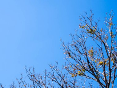 Mavi gökyüzü arka plan ile yaz aylarında Burma Padauk pot yaprak döken ağaç üzerinde kurutulmuş