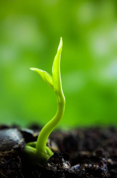 Versheid Nieuw Leven Bladeren Van Jonge Plant Zaailing Natuur — Stockfoto