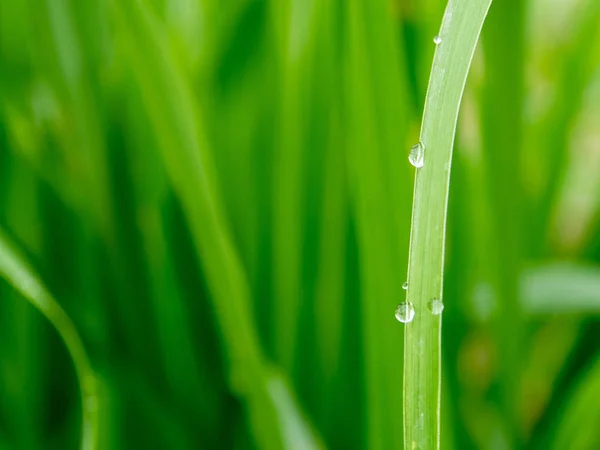 Des Gouttes Eau Sur Brin Herbe — Photo