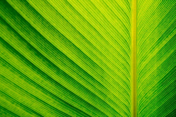 Doku Puro Bitki Yaprağı Yeşil Arka Plan Yüzeyi — Stok fotoğraf