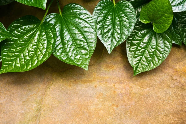 Folhas Piper Sarmentosum Lado Chão Laje Pedra — Fotografia de Stock