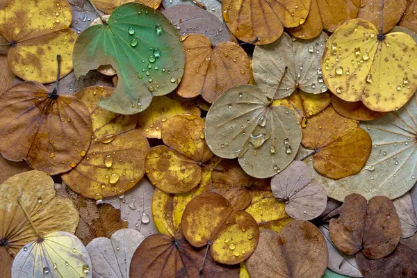 Colorido Folhas Caem Árvore Borboleta Outono — Fotografia de Stock