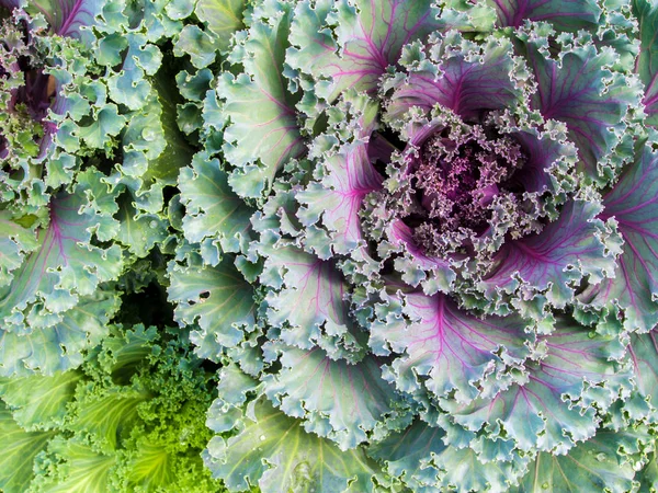 Frische Zierkohl Und Grünkohl Grüner Hintergrund — Stockfoto