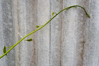 Çitlerdeki kalp şeklinde sarmaşık yaprağı. Çalçıdan yapılmış kiremitler.