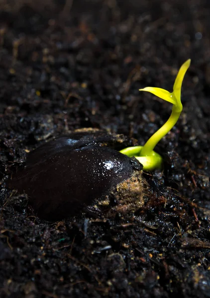 Freshness New Life Leaves Young Plant Seeding Nature — Stock Photo, Image