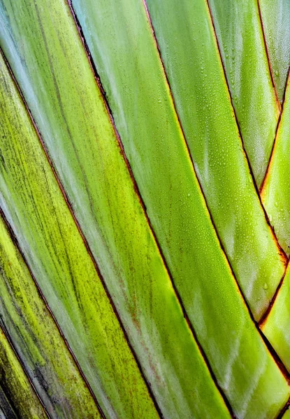 Świeży Zielony Kolor Tekstura Ciele Traveler Palm Ravenala Banana — Zdjęcie stockowe