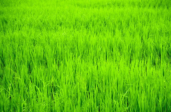 Paisaje Campo Arroz Campo Tailandia Fondo Fresco Verde —  Fotos de Stock