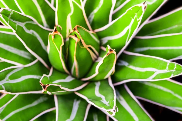 Agave Planta Suculenta Hojas Frescura Con Espina Reina Victoria Siglo —  Fotos de Stock