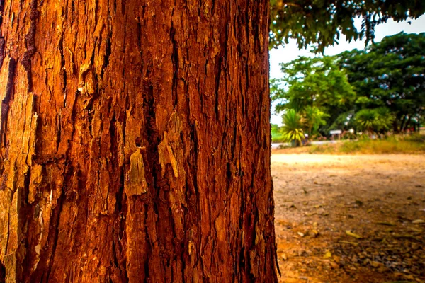 Kmen Stromu Živé Červené Barvy Kůry — Stock fotografie