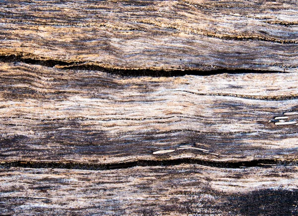 古い切り株の表面 木のテクスチャを詳細します — ストック写真