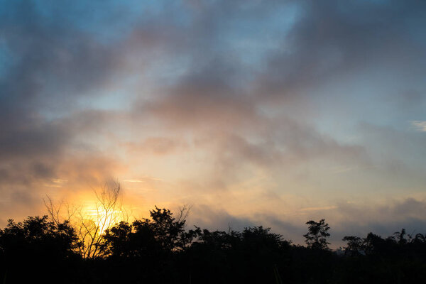 Fluffy gray clouds floating scattered across the sky at sunset and silhouette trees in the forest