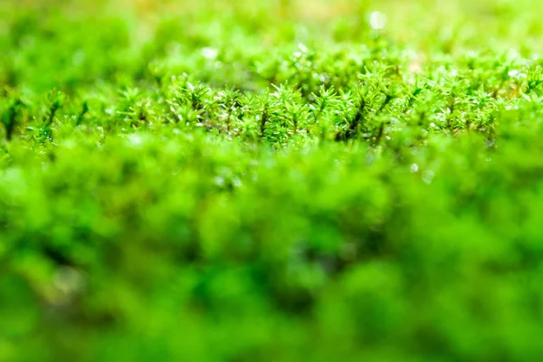 Close-up of freshness green moss growing covered on stone floor with water drops in the sunlight, selected focus