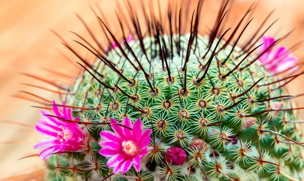 Blooming Cactus Flowers Pink Beautiful Flowers — Stock Photo, Image