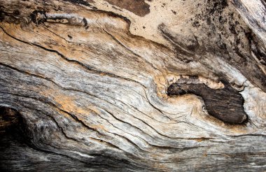 Eski güdük yüzey, ahşap doku detay