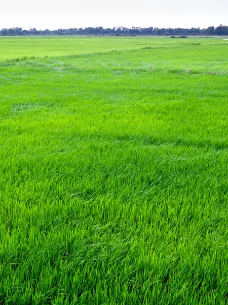 Blätter Der Reisfliege Folgen Dem Wind Reisfeld — Stockfoto