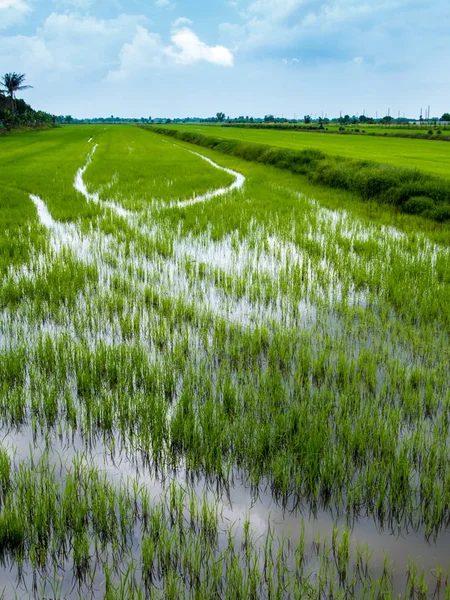 Reisfeld Landschaft Der Thailändischen Landschaft Grüner Hintergrund — Stockfoto