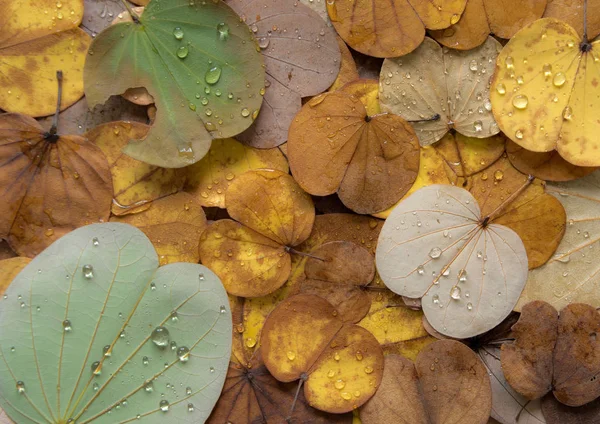 Colorido Folhas Caem Árvore Borboleta Outono — Fotografia de Stock