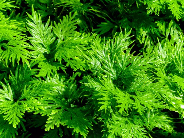 Свіжість Зеленого Листя Selaginella Involvens Папороть — стокове фото