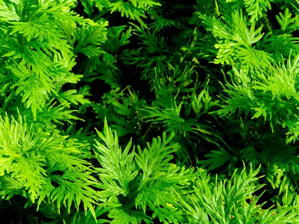 Čerstvosti Zelený List Selaginella Involvens Kapradí — Stock fotografie