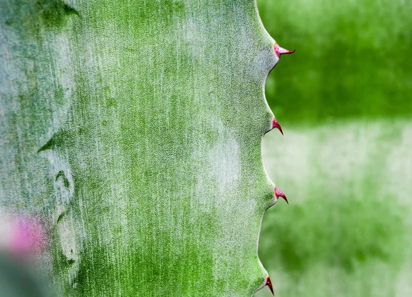 多肉植物をアガベ アガベの葉のとげで新鮮な葉に白いワックスを閉じます — ストック写真