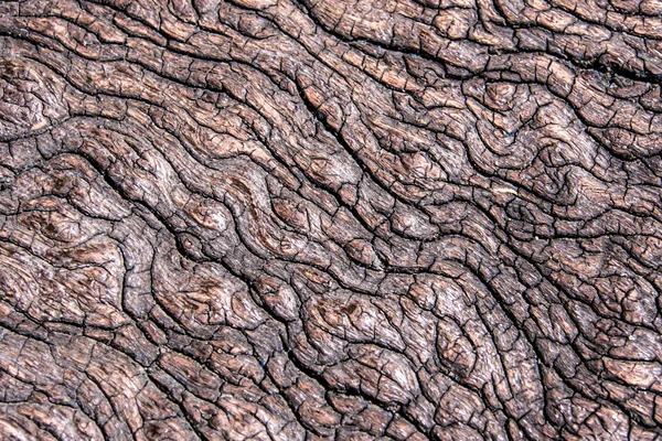 Close Old Stump Textura Madeira — Fotografia de Stock