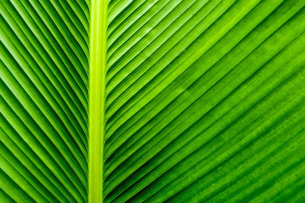 Tekstura Powierzchni Cygaro Roślina Tło Zielony Liść — Zdjęcie stockowe