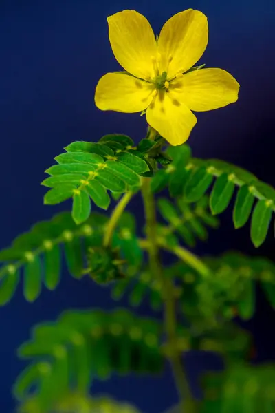 Gelbe Blume Der Kleinen Caltrops — Stockfoto