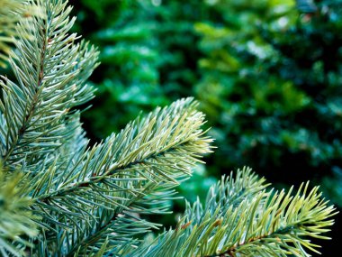 Yapay Noel ağacı plastikten yapılmış yapay bitki örtüsü