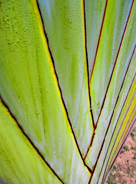 Friss Zöld Szín Textúra Test Utazási Palm Banán Ravenala — Stock Fotó