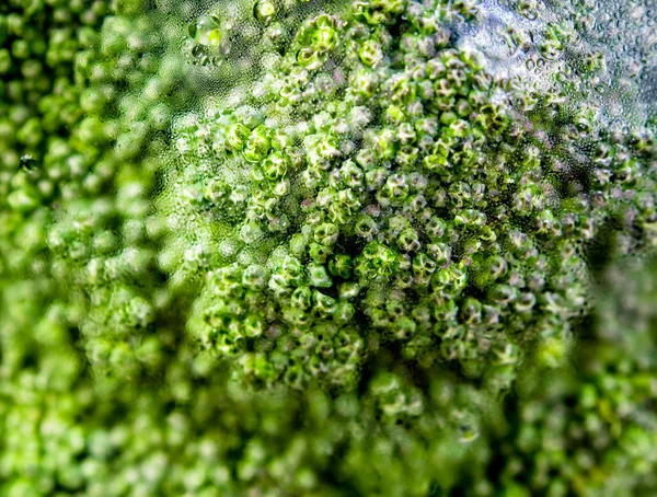 Friss Védett Brokkoli Zöldség Fóliával Növényi Textúra Tábla Textúra — Stock Fotó