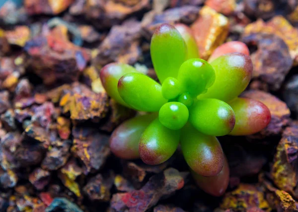 코르시카어 Stonecrop Sedum Rubrotinctum의 신선도 나뭇잎 세라믹 냄비에 — 스톡 사진