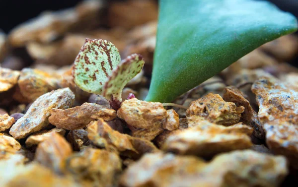 New bud leaf of Key lime pie succulent plant sprout up on the rocky soils,  Adromischus Cristatus beautiful chubby plant succulent