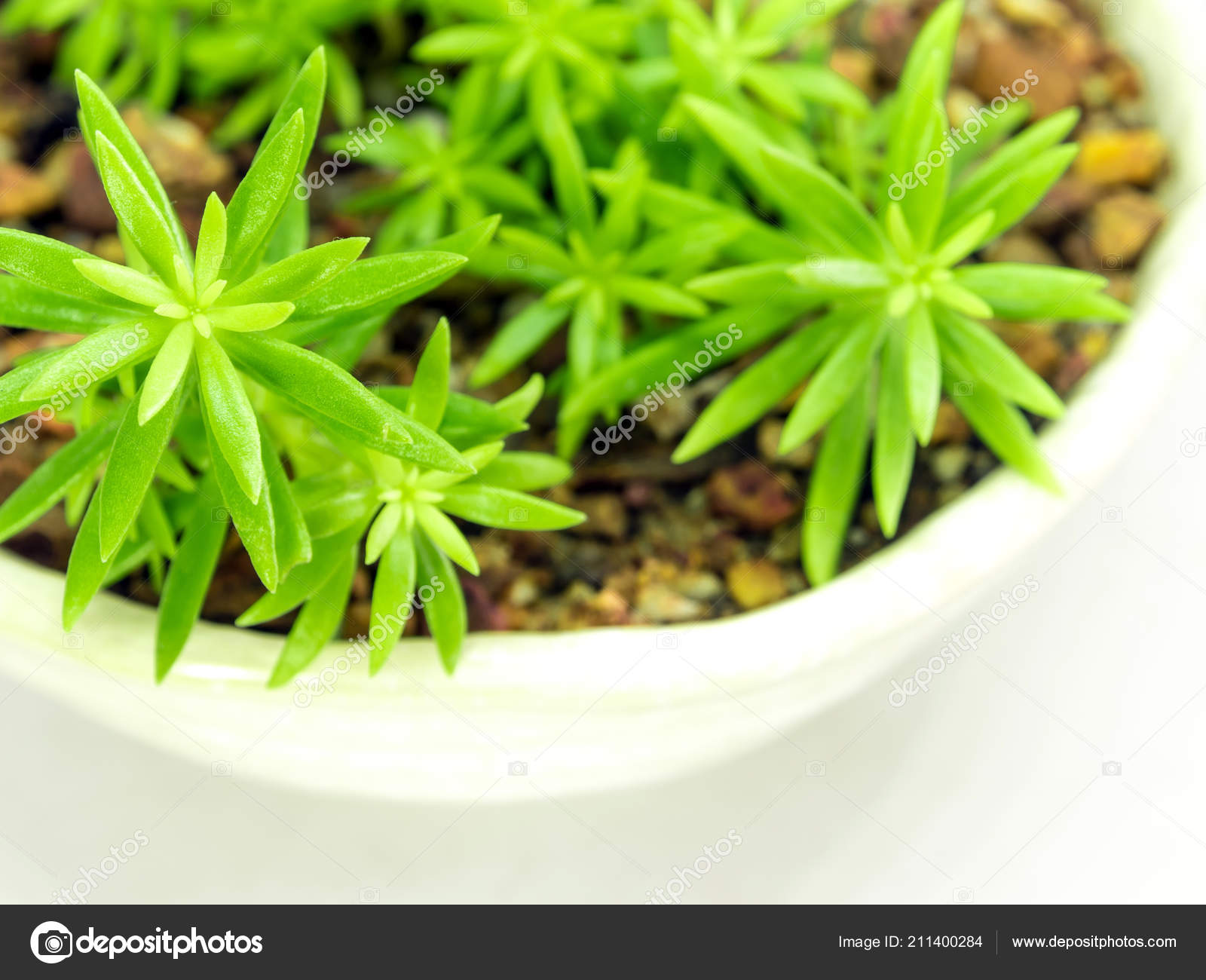 Succulent Plant Corsican Stonecrop Sedum Freshness Leaves Sedum Reflexum Angelina Stock Photo C Satakorn S 211400284