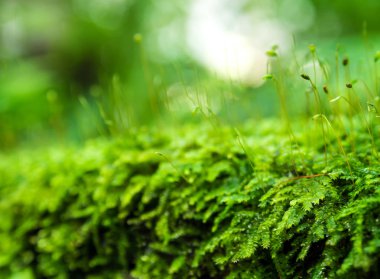 Sporophyte kapsül yosun ve su Close-up yere kapalı büyüyen damla