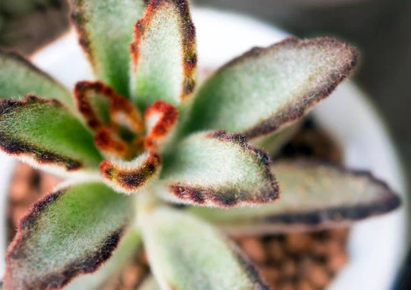 Sukkulente Kalanchoe Frische Blätter Von Kalanchoe Tomentosa Wachsen Keramiktopf — Stockfoto