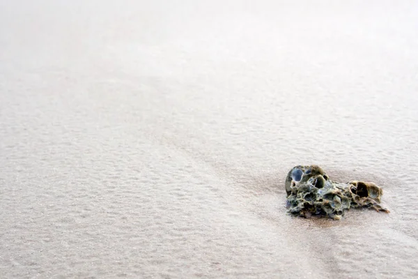 Kumsaldaki mercan ve deniz kabuğunun kalıntıları.