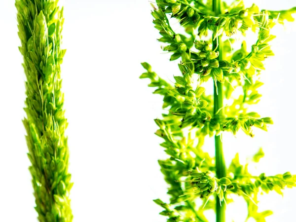 Detail Freshness New Bouquet Bamyard Grass White Backgroud — Stock Photo, Image