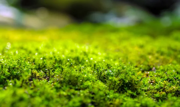 绿苔生长在石板地面上 水滴在阳光下的特写 有选择地聚焦 — 图库照片
