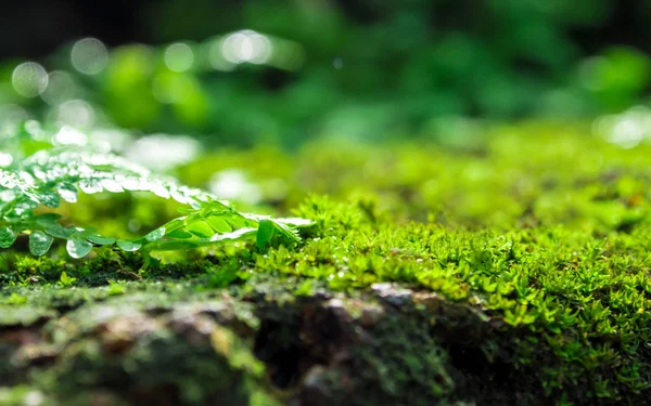 在地板上长有水滴的新鲜绿色苔藓和蕨叶的特写 — 图库照片