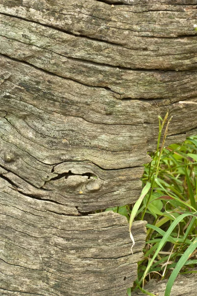 Texture Vieux Stump — Photo